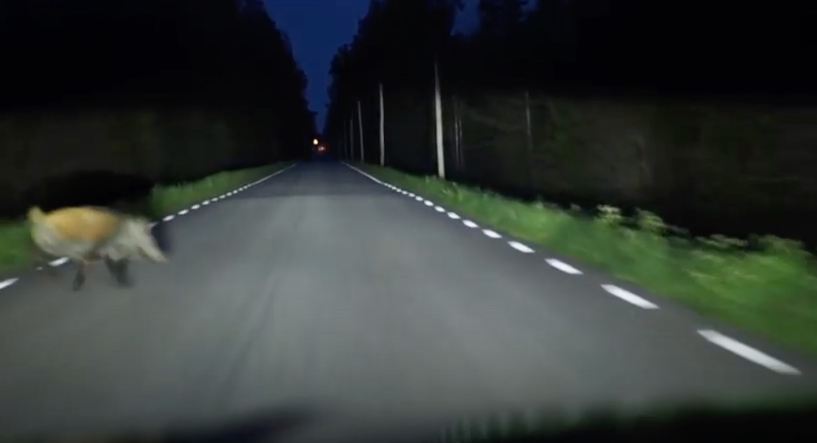 Viltolyckorna ökar under den mörka årstiden